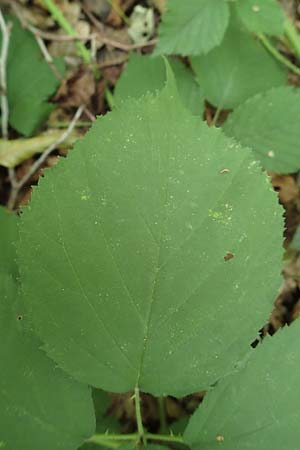 Rubus pyramidalis \ Pyramiden-Brombeere, D Frankfurt-Lerchesberg 4.8.2019