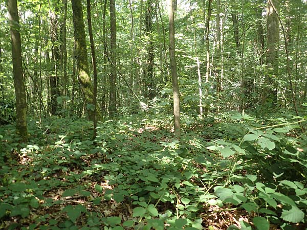 Rubus pyramidalis \ Pyramiden-Brombeere, D Frankfurt-Lerchesberg 4.8.2019