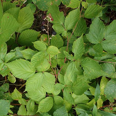 Rubus plicatus \ Falten-Brombeere, D Karlsruhe 14.8.2019