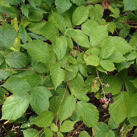 Rubus plicatus \ Falten-Brombeere / Plicate Bramble, D Karlsruhe 14.8.2019