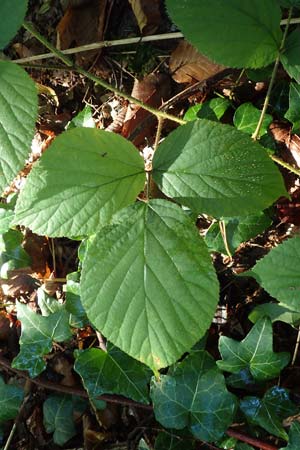 Rubus pedemontanus \ Trufelspitzen-Brombeere, D Karlsruhe 18.8.2019