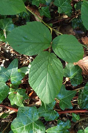 Rubus pedemontanus \ Trufelspitzen-Brombeere, D Karlsruhe 18.8.2019