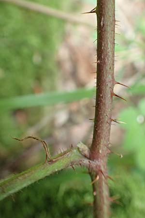 Rubus fabrimontanus \ Schmiedeberger Haselblatt-Brombeere / Schmiedeberg Bramble, D Bretten-Gölshausen 20.8.2019