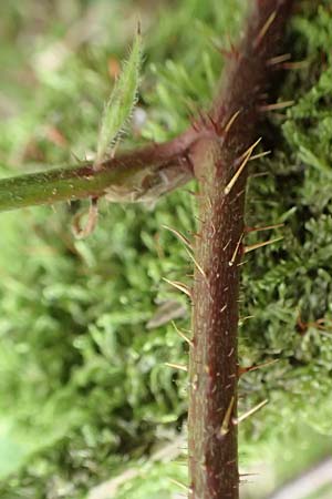 Rubus fabrimontanus \ Schmiedeberger Haselblatt-Brombeere, D Bretten-Gölshausen 20.8.2019