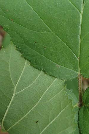 Rubus fabrimontanus \ Schmiedeberger Haselblatt-Brombeere, D Bretten-Gölshausen 20.8.2019