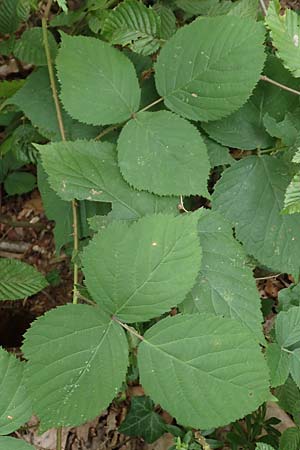 Rubus fabrimontanus \ Schmiedeberger Haselblatt-Brombeere, D Bretten-Gölshausen 20.8.2019