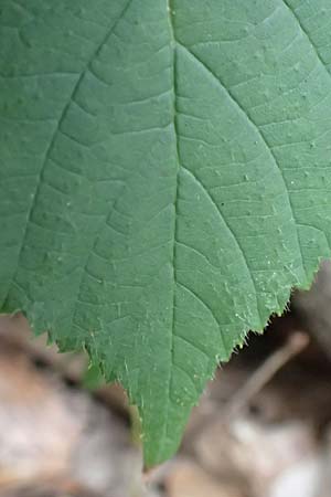 Rubus fabrimontanus \ Schmiedeberger Haselblatt-Brombeere, D Bretten-Gölshausen 20.8.2019