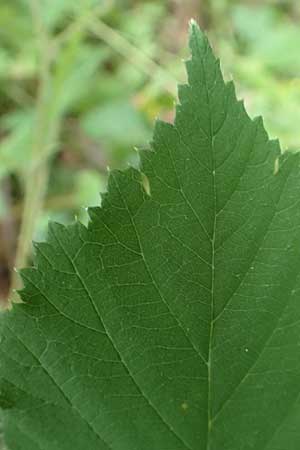 Rubus pseudoinfestus \ Falsche Feindliche Brombeere / False Adversarial Bramble, D Bretten-Gölshausen 20.8.2019