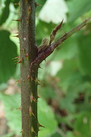 Rubus pseudoinfestus \ Falsche Feindliche Brombeere / False Adversarial Bramble, D Bretten-Gölshausen 20.8.2019