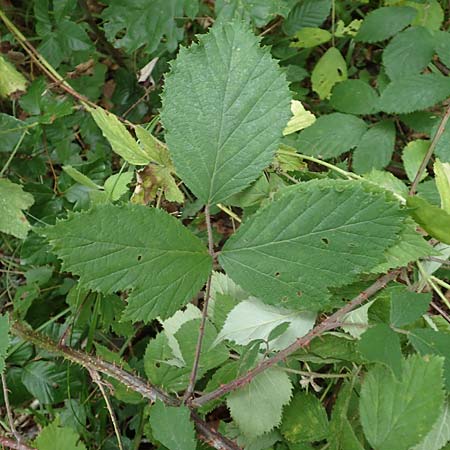 Rubus pseudoinfestus \ Falsche Feindliche Brombeere / False Adversarial Bramble, D Bretten-Gölshausen 20.8.2019