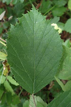 Rubus pseudoinfestus \ Falsche Feindliche Brombeere / False Adversarial Bramble, D Bretten-Gölshausen 20.8.2019