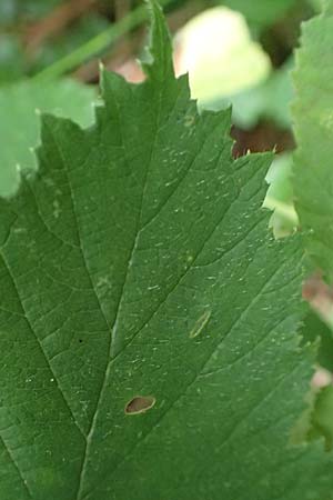 Rubus pseudoinfestus \ Falsche Feindliche Brombeere / False Adversarial Bramble, D Bretten-Gölshausen 20.8.2019