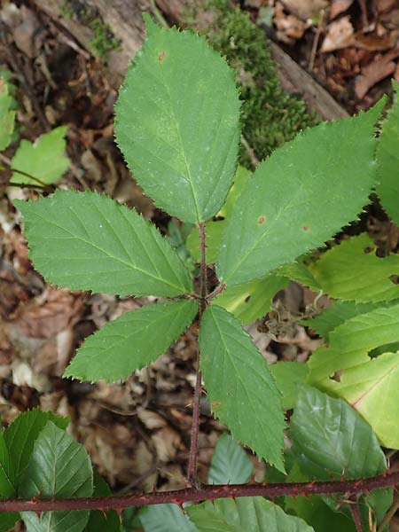 Rubus pseudoinfestus \ Falsche Feindliche Brombeere / False Adversarial Bramble, D Bretten-Gölshausen 20.8.2019