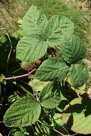 Rubus pedemontanus \ Trufelspitzen-Brombeere, D Schwarzwald, Hornisgrinde 4.9.2019