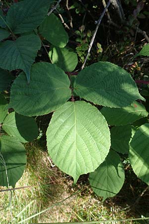 Rubus pedemontanus \ Trufelspitzen-Brombeere / Rust Bramble, D Schwarzwald/Black-Forest, Hornisgrinde 4.9.2019