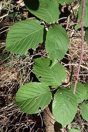 Rubus pedemontanus \ Träufelspitzen-Brombeere, D Schwarzwald, Hornisgrinde 4.9.2019