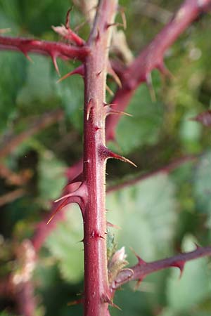 Rubus leiningeri \ Leininger Brombeere / Leiningen Bramble, D Mehlinger Heide 10.9.2019