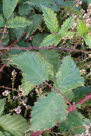 Rubus leiningeri \ Leininger Brombeere / Leiningen Bramble, D Mehlinger Heide 10.9.2019