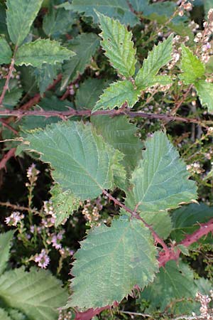 Rubus leiningeri \ Leininger Brombeere, D Mehlinger Heide 10.9.2019