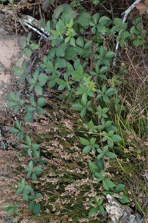 Rubus phyllostachys \ Durchblätterte Brombeere, D Mehlinger Heide 10.9.2019