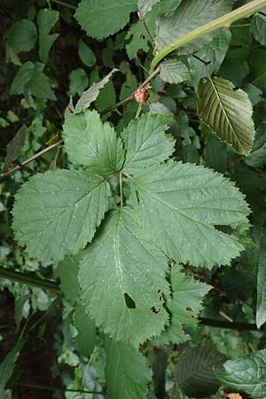 Rubus procerus \ Robuste Brombeere, D Pfinztal-Berghausen 11.9.2019