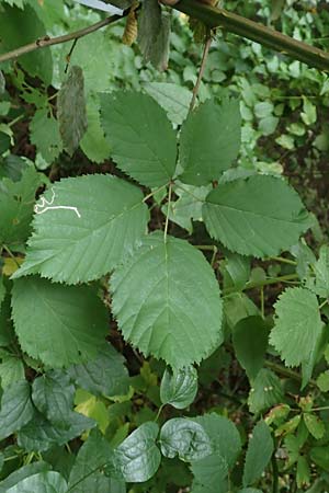 Rubus procerus \ Robuste Brombeere / Himalayan Bramble, D Pfinztal-Berghausen 11.9.2019