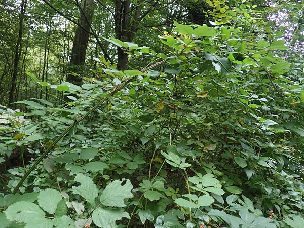 Rubus procerus \ Robuste Brombeere, D Pfinztal-Berghausen 11.9.2019