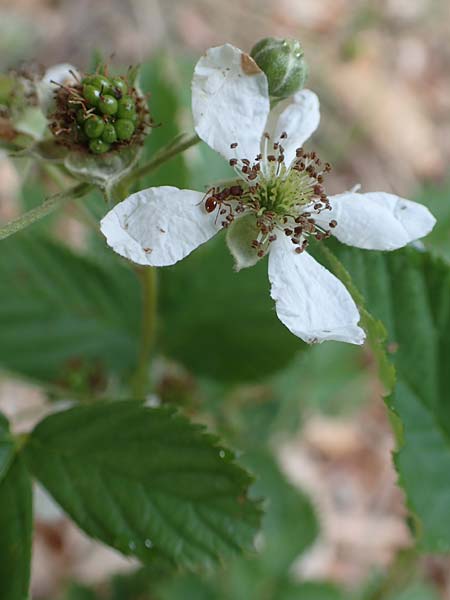 Rubus plicatus \ Falten-Brombeere, D Bad Orb 20.6.2020