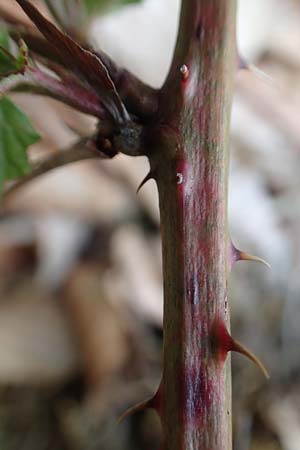Rubus plicatus \ Falten-Brombeere, D Bad Orb 20.6.2020