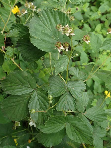 Rubus plicatus \ Falten-Brombeere / Plicate Bramble, D Spessart, Mernes 20.6.2020