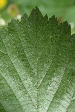 Rubus plicatus \ Falten-Brombeere, D Spessart, Mernes 20.6.2020