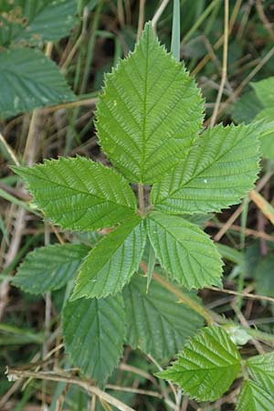 Rubus specG ? \ Brombeere, D Eschenburg-Simmersbach 21.6.2020