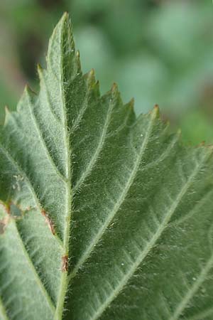 Rubus specG ? \ Brombeere, D Eschenburg-Simmersbach 21.6.2020