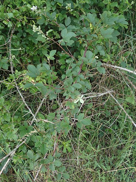 Rubus specG ? \ Brombeere, D Eschenburg-Simmersbach 21.6.2020