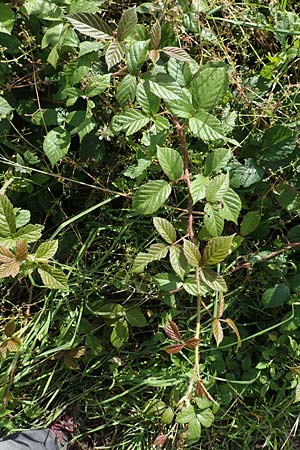 Rubus pseudolusaticus \ Falsche Lausitzer Brombeere, D Höxter-Ottbergen 29.7.2020