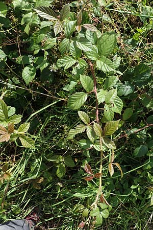 Rubus pseudolusaticus \ Falsche Lausitzer Brombeere / False Lusatian Bramble, D Höxter-Ottbergen 29.7.2020