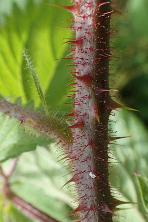 Rubus pseudolusaticus \ Falsche Lausitzer Brombeere, D Höxter-Ottbergen 29.7.2020