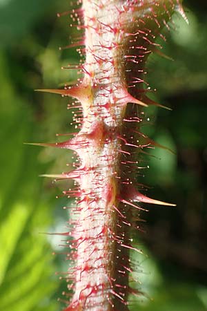 Rubus pseudolusaticus \ Falsche Lausitzer Brombeere, D Höxter-Ottbergen 29.7.2020