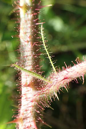 Rubus pseudolusaticus \ Falsche Lausitzer Brombeere, D Höxter-Ottbergen 29.7.2020