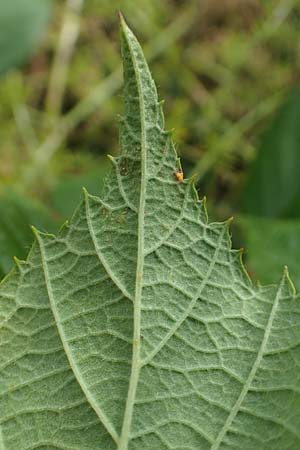 Rubus pseudolusaticus \ Falsche Lausitzer Brombeere, D Höxter-Ottbergen 29.7.2020