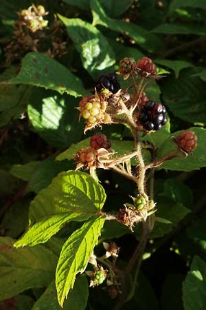 Rubus pseudolusaticus \ Falsche Lausitzer Brombeere / False Lusatian Bramble, D Höxter-Ottbergen 29.7.2020