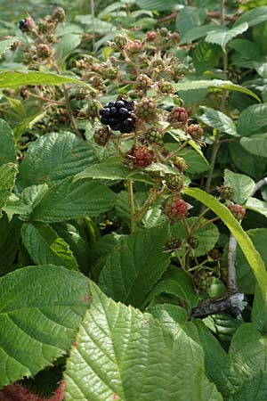 Rubus pseudolusaticus \ Falsche Lausitzer Brombeere, D Höxter-Ottbergen 29.7.2020