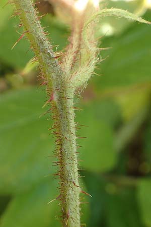 Rubus pseudolusaticus \ Falsche Lausitzer Brombeere / False Lusatian Bramble, D Höxter-Ottbergen 29.7.2020