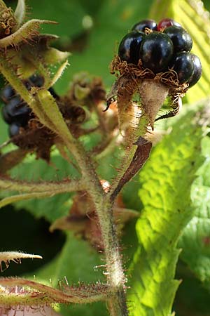 Rubus pseudolusaticus \ Falsche Lausitzer Brombeere, D Höxter-Ottbergen 29.7.2020