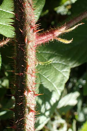 Rubus pseudolusaticus \ Falsche Lausitzer Brombeere / False Lusatian Bramble, D Höxter-Ottbergen 29.7.2020