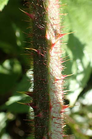 Rubus pseudolusaticus \ Falsche Lausitzer Brombeere, D Höxter-Ottbergen 29.7.2020