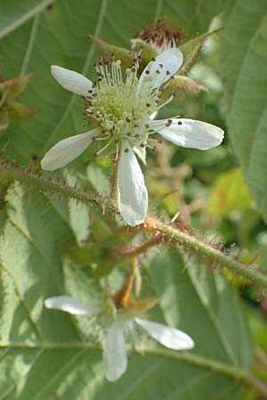 Rubus pseudolusaticus \ Falsche Lausitzer Brombeere, D Höxter-Ottbergen 29.7.2020