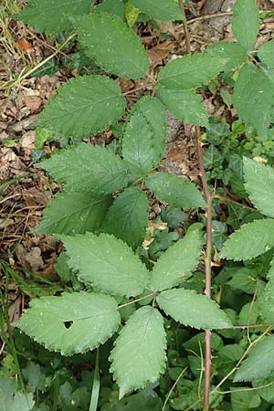 Rubus perperus \ Trügerische Brombeere, Lügen-Brombeere / Deficient Bramble, D Baunatal-Altenritte 29.7.2020