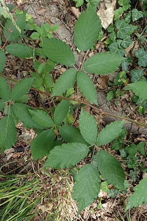 Rubus perperus \ Trügerische Brombeere, Lügen-Brombeere, D Baunatal-Altenritte 29.7.2020