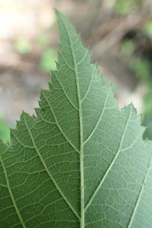 Rubus perperus \ Trgerische Brombeere, Lgen-Brombeere, D Baunatal-Altenritte 29.7.2020